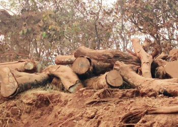 रस्ते प्रकल्पासाठी हजारो झाडांची कत्तल