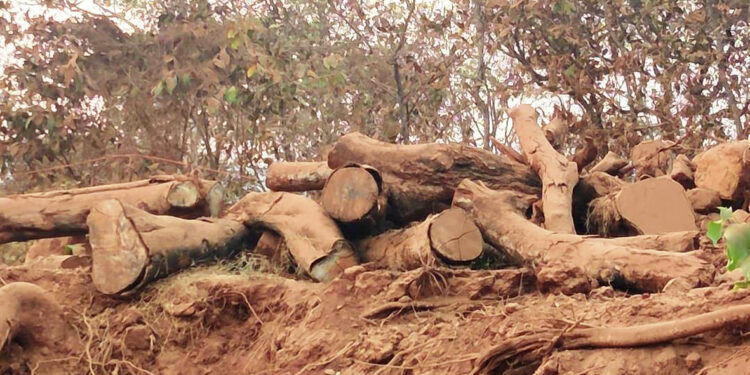 रस्ते प्रकल्पासाठी हजारो झाडांची कत्तल