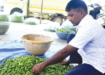 तोंडलीचे भाव घसरले; शेतकरी आर्थिक संकटात