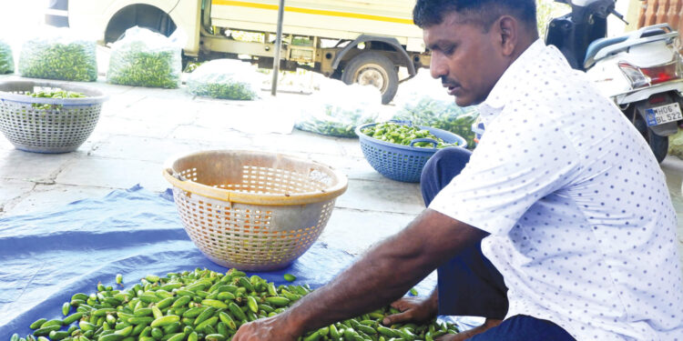 तोंडलीचे भाव घसरले; शेतकरी आर्थिक संकटात