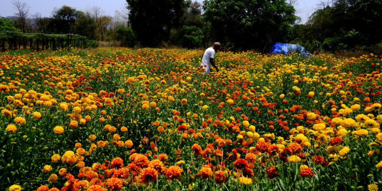 अलिबागच्या भूमीत जर्मन फुलांचा बहर