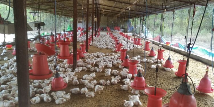 कोंबडीच्या विष्टेपासून सेंद्रीय खताची निर्मिती