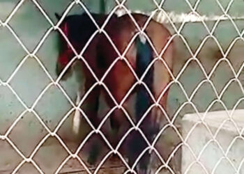 माथेरानमधील पेट्रोलिंगचे घोडे बंदिस्त