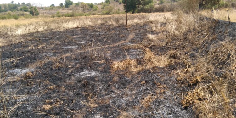 शॉर्टसर्किटमुळे शेताला आग