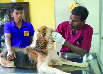 विठ्ठलवाडीत प्राणी अनाथालय सुरू