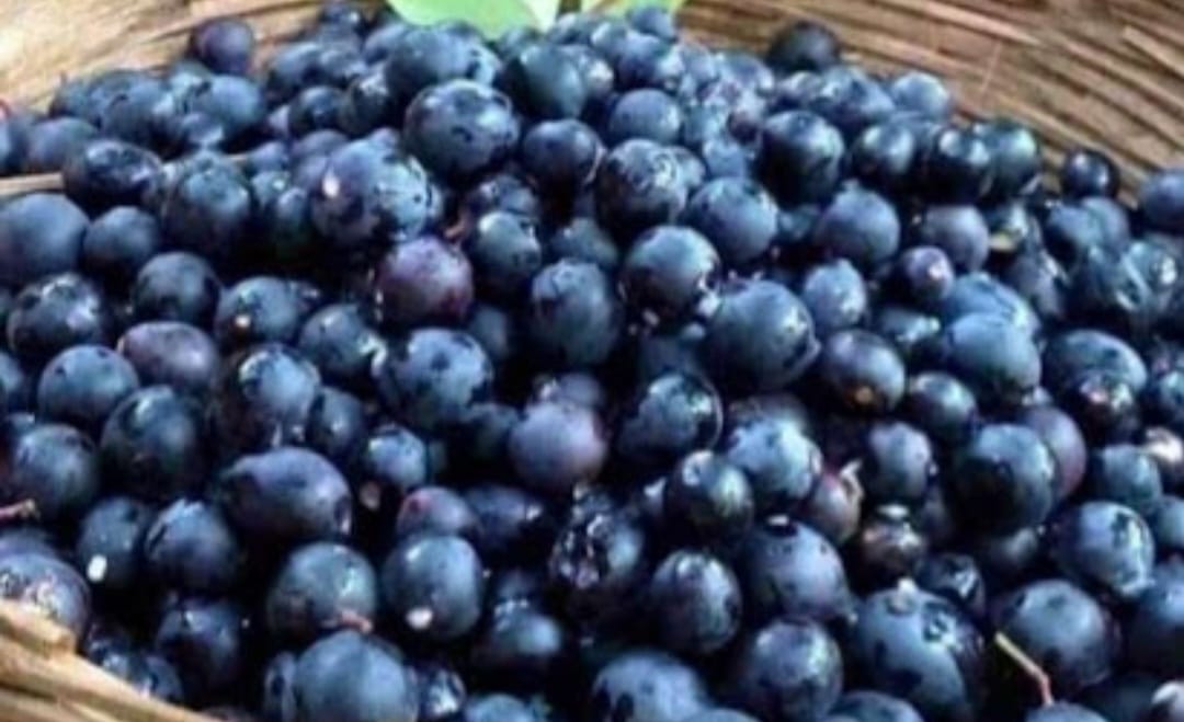 रानमेव्यातून स्थानिकांना रोजगार - Krushival