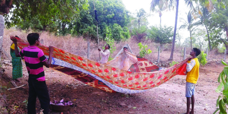 रानमेव्यासाठी जीवघेणी धडपड