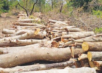 रोहयात विनापरवाना बेसुमार वृक्षतोड