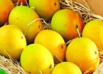 हापूसची भेसळ टाळण्यासाठी एफडीआयची नजर