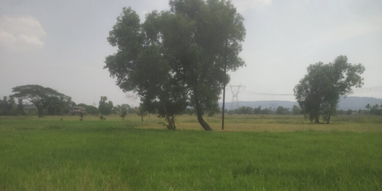 उन्हाळी भातशेती बहरली