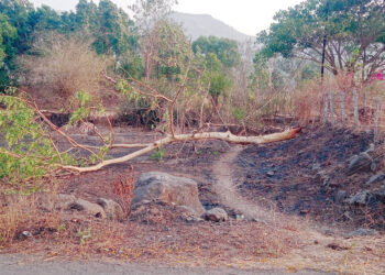 वृक्षांचा र्‍हास धोक्याची घंटा