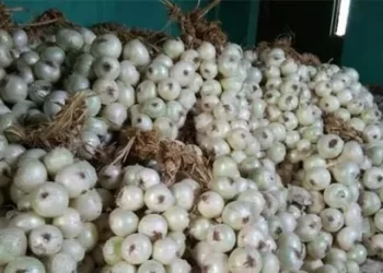 पंजाब, दिल्लीकरांना अलिबागच्या कांद्याची गोडी