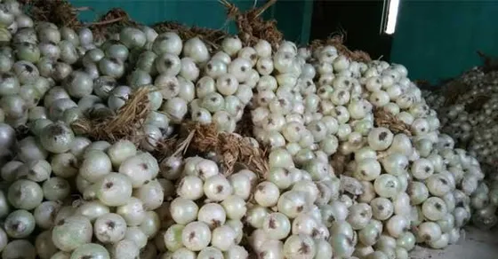 पंजाब, दिल्लीकरांना अलिबागच्या कांद्याची गोडी