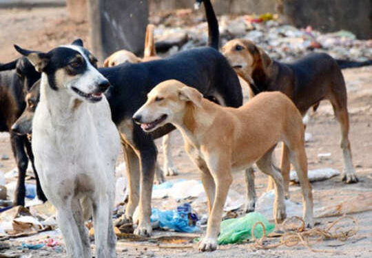 आक्षी परिसरात मोकाट कुत्र्यांची दहशत