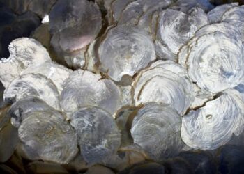 कोट्यवधी रुपये किंमतीचे शंख जप्त