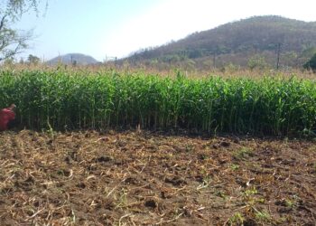 ऐन उन्हाळ्यात गुरांना हिरवा चारा