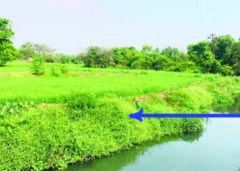 पाटणेश्‍वर खलाटीत सांडपाण्यावर भातशेती