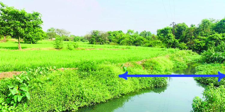 पाटणेश्‍वर खलाटीत सांडपाण्यावर भातशेती