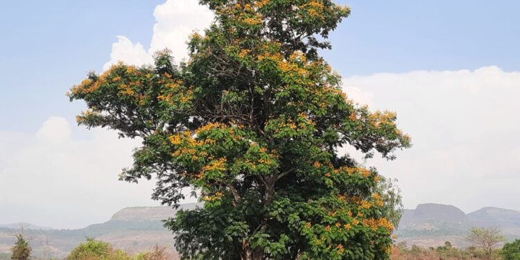 वैशाखाचे चटके; अगोठीच्या कामांना वेग