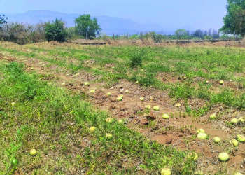 अवकाळी पावसाने कलिंगड शेती उध्वस्त