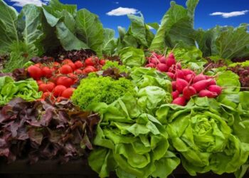 भाजीच्या मळ्यांना धरणाचा ओलावा