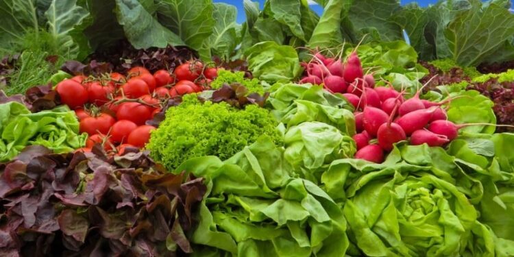 भाजीच्या मळ्यांना धरणाचा ओलावा