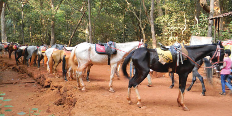 माथेरानमध्ये घोडे परवाना नूतनीकरण