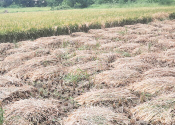 भात संशोधन केंद्रात कापणीला सुरुवात