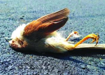 हा दाह सोसवेना….