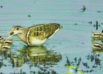 वडाळे तलावात पक्षाचे दर्शन