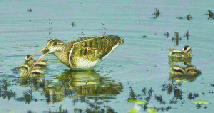 वडाळे तलावात पक्षाचे दर्शन