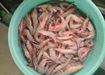 श्रीवर्धनमध्ये मच्छीची आवक घटली