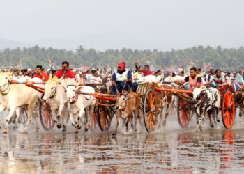 रायगडात बैलगाडीचा धुरळा अधिक जोमाने उडणार