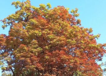 माथेरान अनुभवतोय ऋतूतील बदल