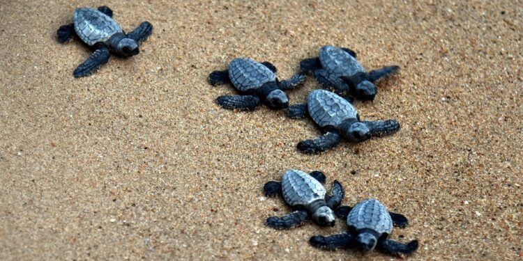 ऑलिव्ह रिडले प्रजातीच्या पिल्लांना जीवदान
