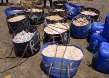 नाखवाच्या जाळ्यात ‘मासली गावना…जवला परवडना’