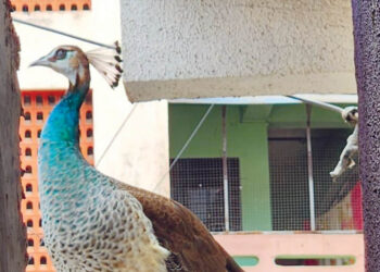 पालीत लांडोरचा मुक्तसंचार