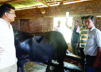 विषारी गवत खाल्ल्याने चार म्हशी दगावल्या