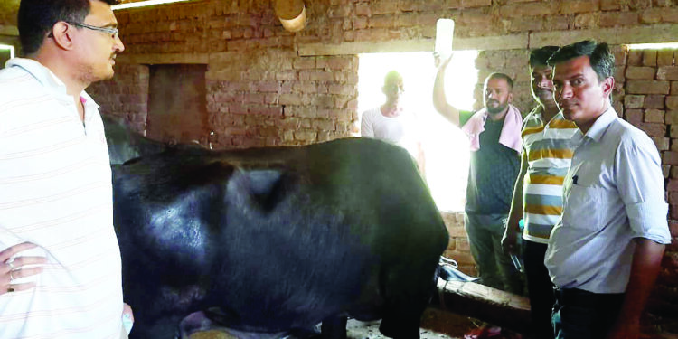 विषारी गवत खाल्ल्याने चार म्हशी दगावल्या