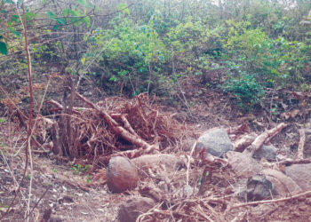 सुधागड तालुक्यात बेकायदेशीर वृक्षतोड