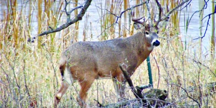 वन्यजीवांसाठी नंदनवन