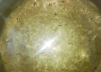 पाण्यात आल्या अळ्या