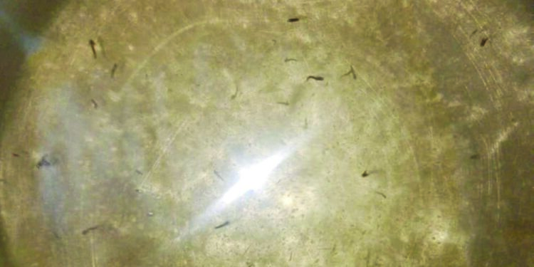 पाण्यात आल्या अळ्या