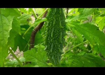 अवकाळीमुळे कारल्याची शेती वाया