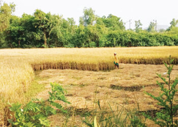 माणगावात भात कापणीला वेग
