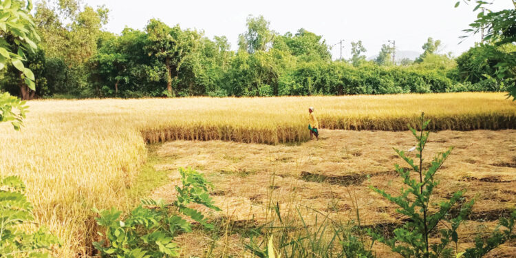 माणगावात भात कापणीला वेग