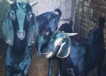 गटारी निमित्त हजारो बोकडांची आयात