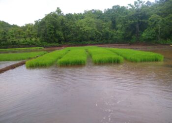 शेतकऱ्यांना भात लागवडीचे वेध