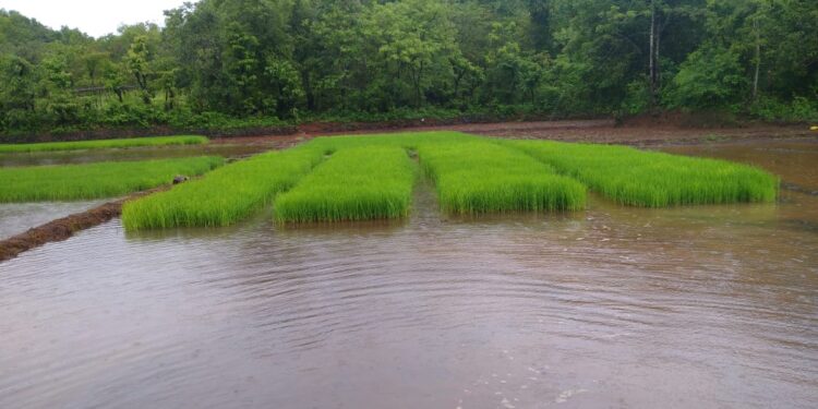 शेतकऱ्यांना भात लागवडीचे वेध