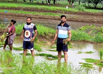 माणगावात काळ्या भाताची शेती